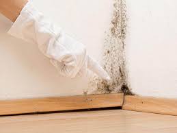 Best Attic Mold Removal  in USA